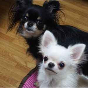 Meet your Posher, Taku